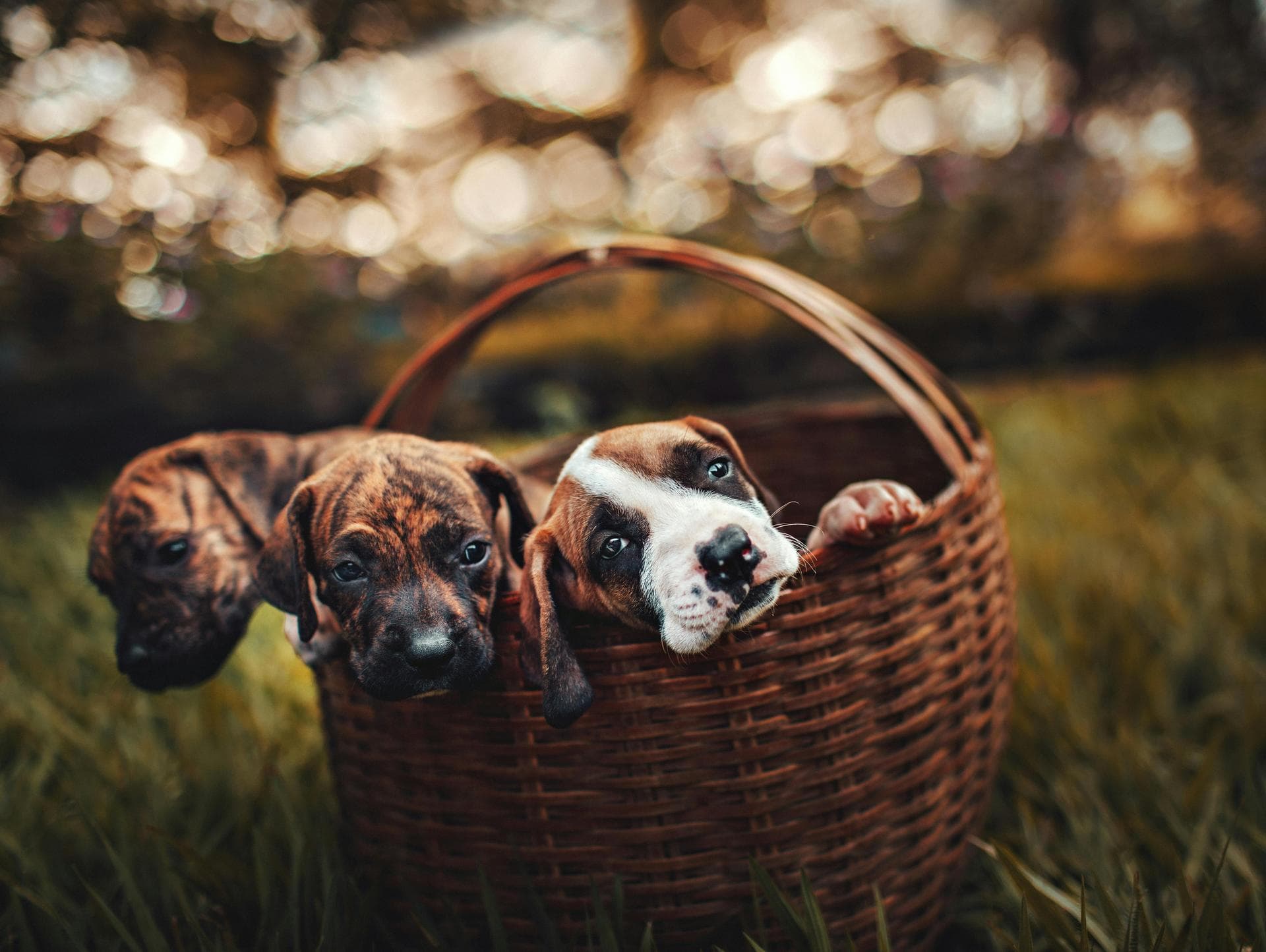 Dog & Cat Vets in Memphis