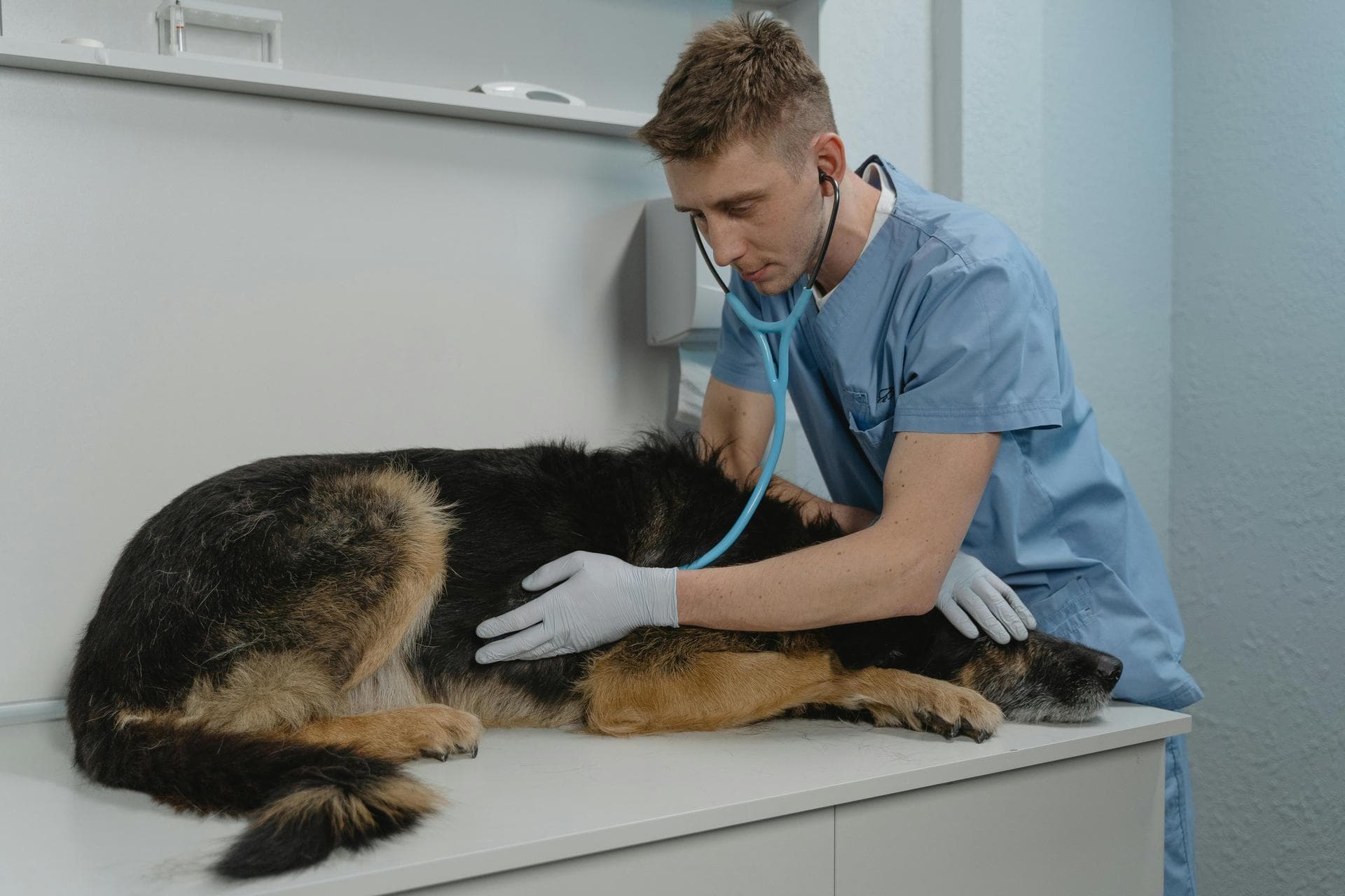 Specialist Vets in Memphis
